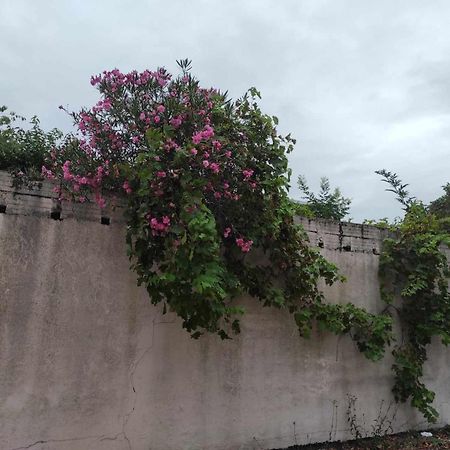 Le Clos Des Coquelicots Toulouse Luaran gambar